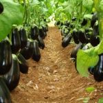 Azərbaycana idxal olunan badımcanın 1 kiloqramı neçəyə başa gəlir?