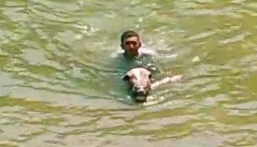 Lənkəranda atları içməli su anbarında çimizdirirlər – FOTOLAR