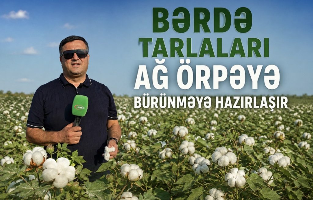 Bərdə tarlaları ağ örpəyə bürünməyə hazırlaşır-VİDEO